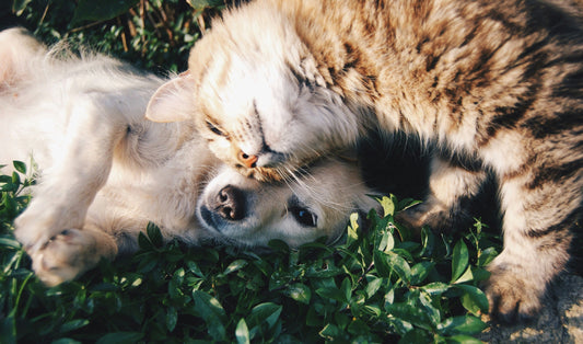 How Our Furry Friends Make Our Lives Extraordinary